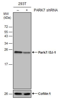 Invitrogen DJ-1 Polyclonal Antibody 100 &mu;L; Unconjugated:Antibodies,