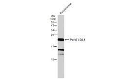 Invitrogen DJ-1 Polyclonal Antibody 100 &mu;L; Unconjugated:Antibodies,