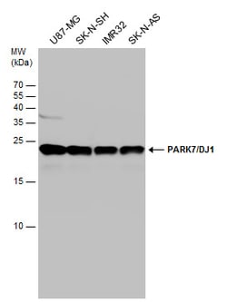 Invitrogen DJ-1 Polyclonal Antibody 100 &mu;L; Unconjugated:Antibodies,