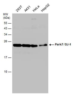 Invitrogen DJ-1 Polyclonal Antibody 100 &mu;L; Unconjugated:Antibodies,