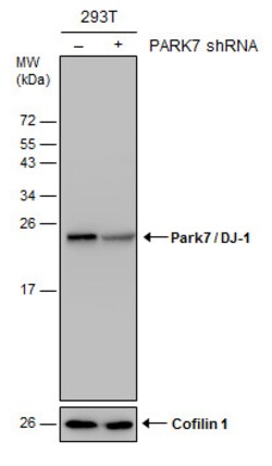 Invitrogen DJ-1 Polyclonal Antibody 100 &mu;L; Unconjugated:Antibodies,