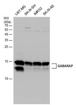 Invitrogen GABARAP Polyclonal Antibody 100 &mu;L; Unconjugated:Antibodies,
