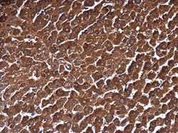 Invitrogen MAT1A Polyclonal Antibody 100 &mu;L; Unconjugated:Antibodies,