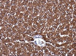 Invitrogen MAT1A Polyclonal Antibody 100 &mu;L; Unconjugated:Antibodies,