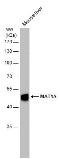 Invitrogen MAT1A Polyclonal Antibody 100 &mu;L; Unconjugated:Antibodies,