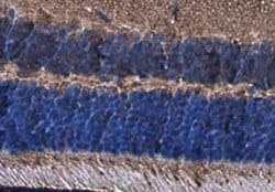 Invitrogen Opsin Blue Polyclonal Antibody 100 &mu;L; Unconjugated:Antibodies,