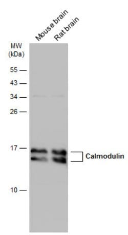 Invitrogen Calmodulin Polyclonal Antibody 100 &mu;L | Buy Online | Invitrogen&trade; | Fisher Scientific