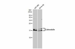 Invitrogen Calmodulin Polyclonal Antibody 100 &mu;L | Buy Online | Invitrogen&trade; | Fisher Scientific
