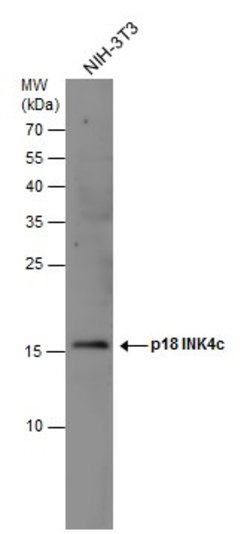 Invitrogen CDKN2C Polyclonal Antibody 100 &mu;L; Unconjugated:Antibodies,