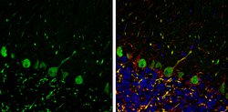 Invitrogen p130Cas Polyclonal Antibody 100 &mu;L; Unconjugated:Antibodies,
