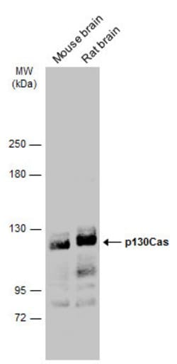 Invitrogen p130Cas Polyclonal Antibody 100 &mu;L; Unconjugated:Antibodies,