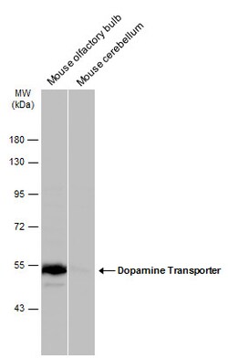 Invitrogen Dopamine Transporter Polyclonal Antibody 100 &mu;L; Unconjugated:Antibodies,