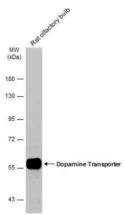 Invitrogen Dopamine Transporter Polyclonal Antibody 100 &mu;L; Unconjugated:Antibodies,