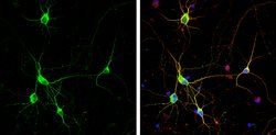Invitrogen Dopamine Transporter Polyclonal Antibody 100 &mu;L; Unconjugated:Antibodies,