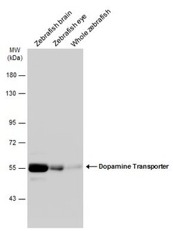 Invitrogen Dopamine Transporter Polyclonal Antibody 100 &mu;L; Unconjugated:Antibodies,