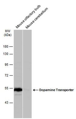 Dopamine Transporter Polyclonal Antibody, Invitrogen 100 &mu;L; Unconjugated:Antibodies,