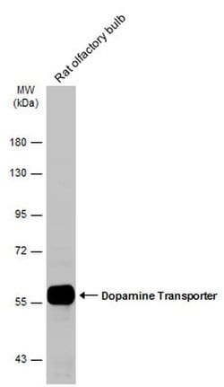 Dopamine Transporter Polyclonal Antibody, Invitrogen 100 &mu;L; Unconjugated:Antibodies,
