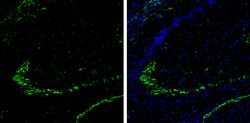 Invitrogen DPP6 Polyclonal Antibody 100 &mu;L; Unconjugated:Antibodies,