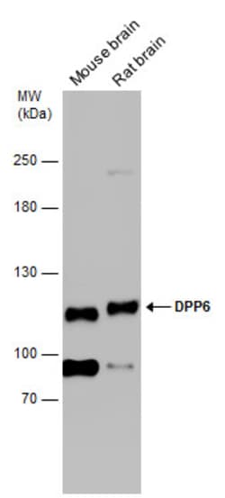 Invitrogen DPP6 Polyclonal Antibody 100 &mu;L; Unconjugated:Antibodies,