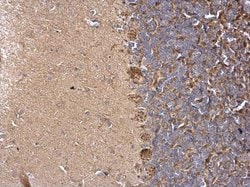 Invitrogen LARGE Polyclonal Antibody 100 &mu;L; Unconjugated:Antibodies,