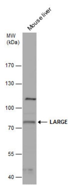 Invitrogen LARGE Polyclonal Antibody 100 &mu;L; Unconjugated:Antibodies,