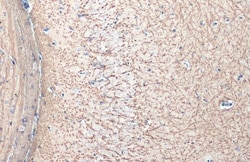 Invitrogen&trade;&nbsp;MBP Polyclonal Antibody