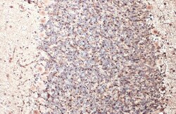 Invitrogen MBP Polyclonal Antibody 100 &mu;L | Buy Online | Invitrogen&trade; | Fisher Scientific