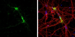 Invitrogen&trade;&nbsp;MOG Polyclonal Antibody