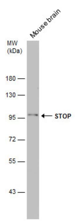 Invitrogen MAP6 Polyclonal Antibody 100 &mu;L; Unconjugated:Antibodies,