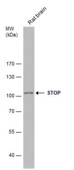 Invitrogen MAP6 Polyclonal Antibody 100 &mu;L; Unconjugated:Antibodies,
