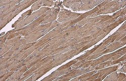 Invitrogen MYL2 Polyclonal Antibody 100 &mu;L | Buy Online | Invitrogen&trade; | Fisher Scientific