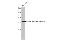 Invitrogen MYL2 Polyclonal Antibody 100 &mu;L | Buy Online | Invitrogen&trade; | Fisher Scientific