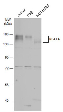 Invitrogen NFATC3 Polyclonal Antibody 100 &mu;L | Buy Online | Invitrogen&trade; | Fisher Scientific