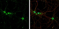 TrkB Polyclonal Antibody, Invitrogen 100 &mu;L; Unconjugated:Antibodies,