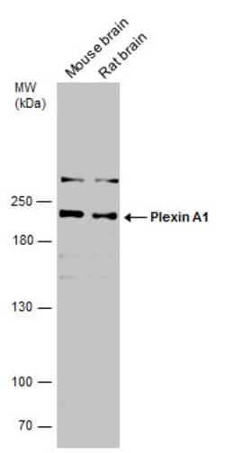 Invitrogen Plexin-A1 Polyclonal Antibody 100 &mu;L; Unconjugated:Antibodies,