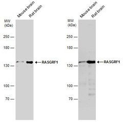 Invitrogen RASGRF1 Polyclonal Antibody 100 &mu;L; Unconjugated:Antibodies,