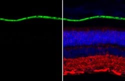 Invitrogen RPE65 Polyclonal Antibody 100 &mu;L; Unconjugated:Antibodies,