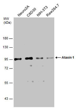 Invitrogen Ataxin 1 Polyclonal Antibody 100 &mu;L; Unconjugated:Antibodies,