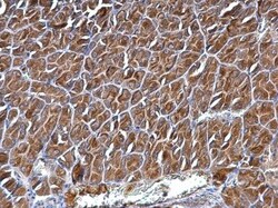 Invitrogen CYFIP1 Polyclonal Antibody 100 &mu;L; Unconjugated:Antibodies,