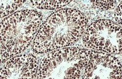 Invitrogen Brachyury Polyclonal Antibody 100 &mu;L; Unconjugated:Antibodies,