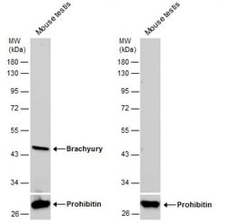 Invitrogen Brachyury Polyclonal Antibody 100 &mu;L; Unconjugated:Antibodies,
