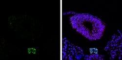 Invitrogen Brachyury Polyclonal Antibody 100 &mu;L; Unconjugated:Antibodies,