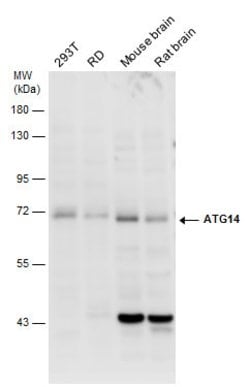 Invitrogen ATG14 Polyclonal Antibody 100 &mu;L; Unconjugated:Antibodies,