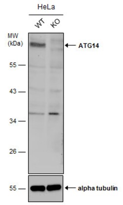 Invitrogen ATG14 Polyclonal Antibody 100 &mu;L | Buy Online | Invitrogen&trade; | Fisher Scientific