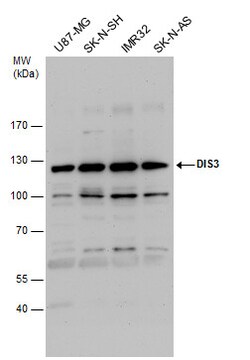 Invitrogen DIS3 Polyclonal Antibody 100 &mu;L; Unconjugated:Antibodies,