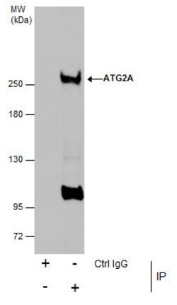 Invitrogen ATG2A Polyclonal Antibody 100 &mu;L | Buy Online | Invitrogen&trade; | Fisher Scientific