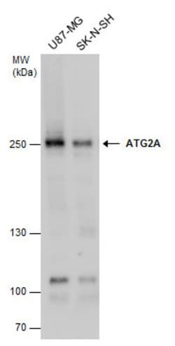 Invitrogen ATG2A Polyclonal Antibody 100 &mu;L; Unconjugated:Antibodies,