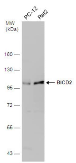 Invitrogen BICD2 Polyclonal Antibody 100 &mu;L; Unconjugated:Antibodies,