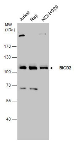 Invitrogen BICD2 Polyclonal Antibody 100 &mu;L; Unconjugated:Antibodies,