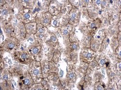 Invitrogen SRGAP2 Polyclonal Antibody 100 &mu;L; Unconjugated:Antibodies,